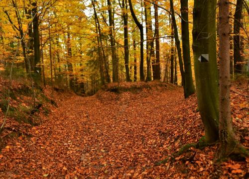 Miejski szlak spacerowy na Jaworzynę 