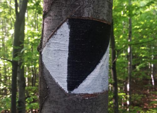 Miejski szlak spacerowy na Jaworzynę 