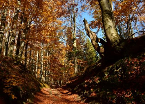 Miejski szlak spacerowy na Jaworzynę 